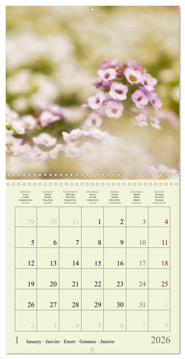 Fleurs du pays des rêves (CALVENDO Calendrier mensuel 2026)