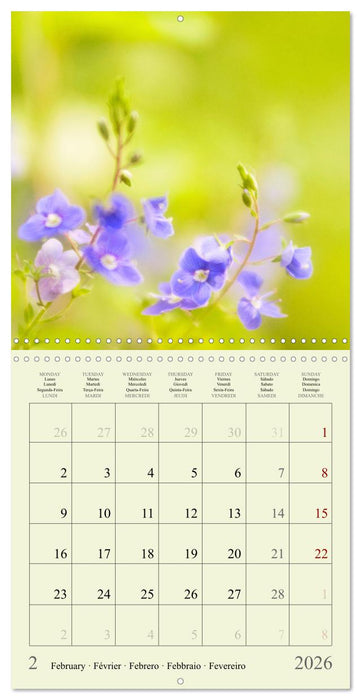 Fleurs du pays des rêves (CALVENDO Calendrier mensuel 2026)