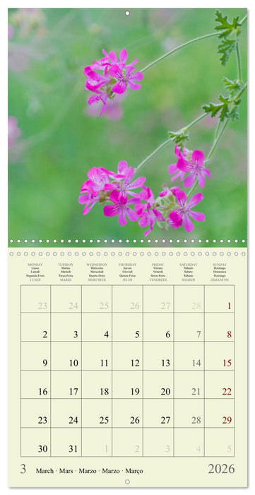 Fleurs du pays des rêves (CALVENDO Calendrier mensuel 2026)