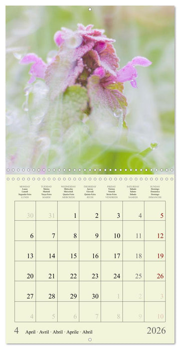 Fleurs du pays des rêves (CALVENDO Calendrier mensuel 2026)