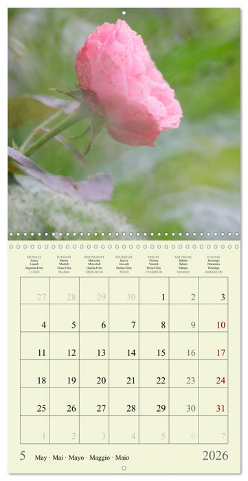 Fleurs du pays des rêves (CALVENDO Calendrier mensuel 2026)