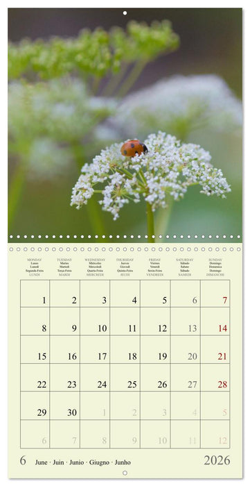 Fleurs du pays des rêves (CALVENDO Calendrier mensuel 2026)