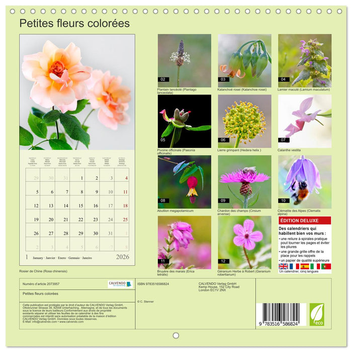 Petites fleurs colorées (CALVENDO Calendrier mensuel 2026)