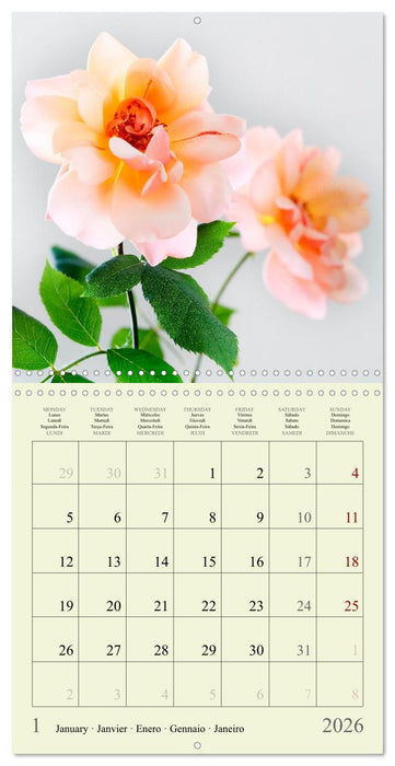 Petites fleurs colorées (CALVENDO Calendrier mensuel 2026)
