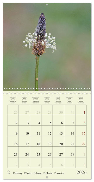 Petites fleurs colorées (CALVENDO Calendrier mensuel 2026)