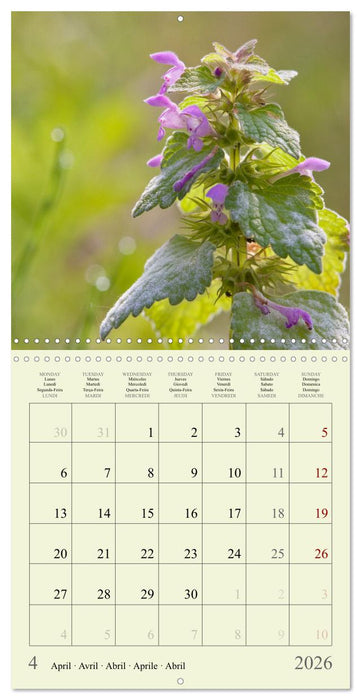 Petites fleurs colorées (CALVENDO Calendrier mensuel 2026)