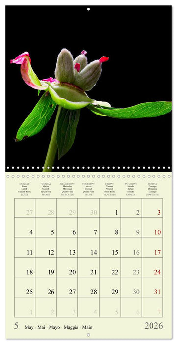 Petites fleurs colorées (CALVENDO Calendrier mensuel 2026)