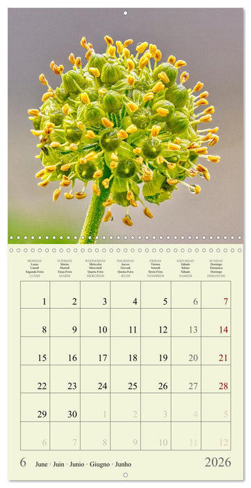 Petites fleurs colorées (CALVENDO Calendrier mensuel 2026)