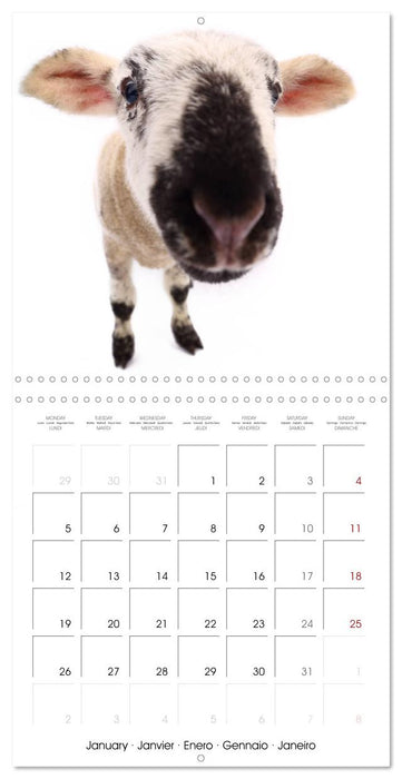 Fisheye Calendar (CALVENDO Monthly Calendar 2026)