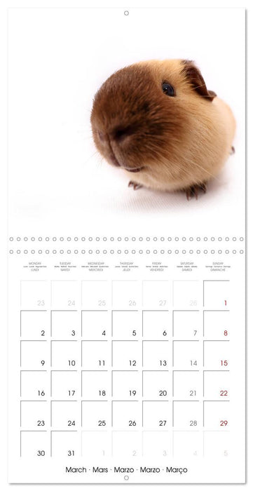 Fisheye Calendar (CALVENDO Monthly Calendar 2026)