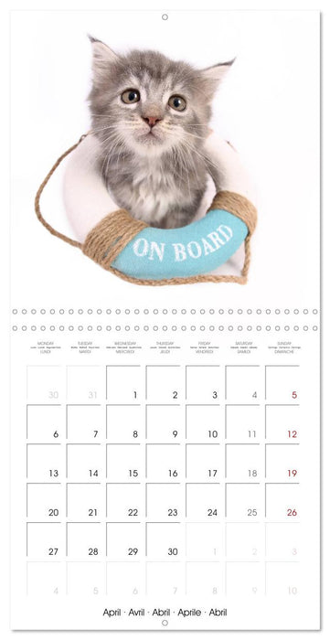 Fisheye Calendar (CALVENDO Monthly Calendar 2026)