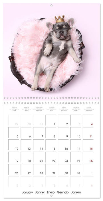 Sleeping Puppies (CALVENDO Monthly Calendar 2026)
