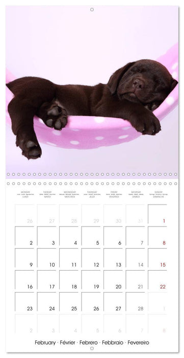 Sleeping Puppies (CALVENDO Monthly Calendar 2026)
