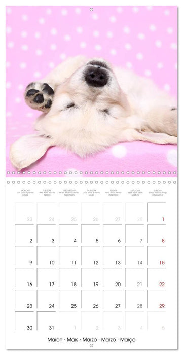 Sleeping Puppies (CALVENDO Monthly Calendar 2026)