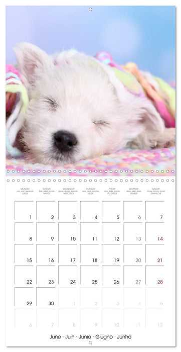 Sleeping Puppies (CALVENDO Monthly Calendar 2026)