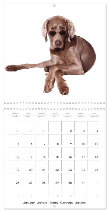 Cute Funny Dogs (CALVENDO Monthly Calendar 2026)