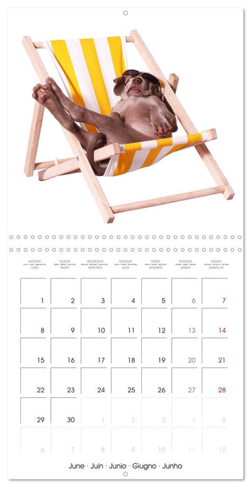 Cute Funny Dogs (CALVENDO Monthly Calendar 2026)