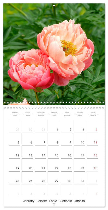 Peonies as painted (CALVENDO Monthly Calendar 2026)