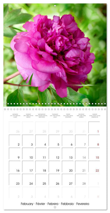 Peonies as painted (CALVENDO Monthly Calendar 2026)