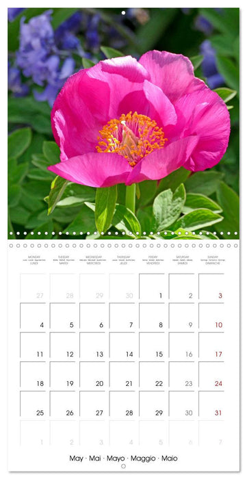 Peonies as painted (CALVENDO Monthly Calendar 2026)