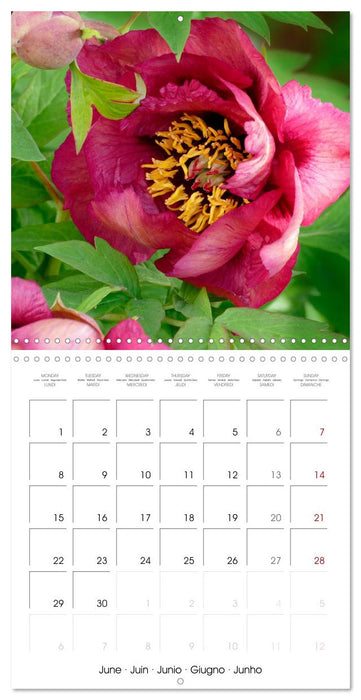 Peonies as painted (CALVENDO Monthly Calendar 2026)