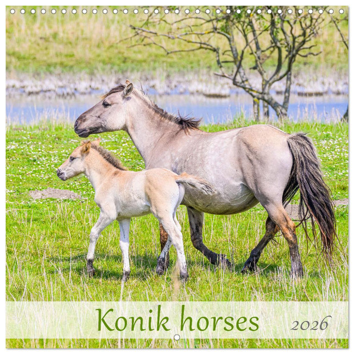 Konik horses (CALVENDO Monthly Calendar 2026)