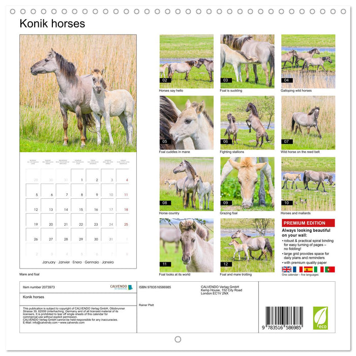 Konik horses (CALVENDO Monthly Calendar 2026)