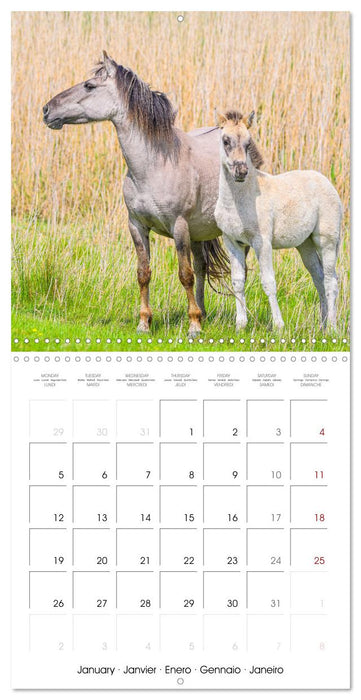 Konik horses (CALVENDO Monthly Calendar 2026)