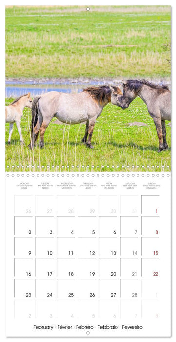 Konik horses (CALVENDO Monthly Calendar 2026)