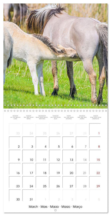 Konik horses (CALVENDO Monthly Calendar 2026)
