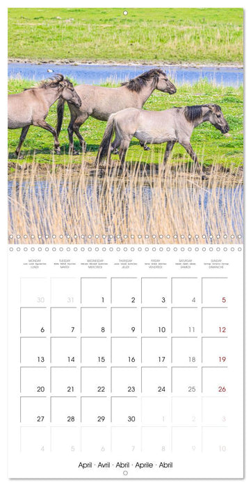 Konik horses (CALVENDO Monthly Calendar 2026)