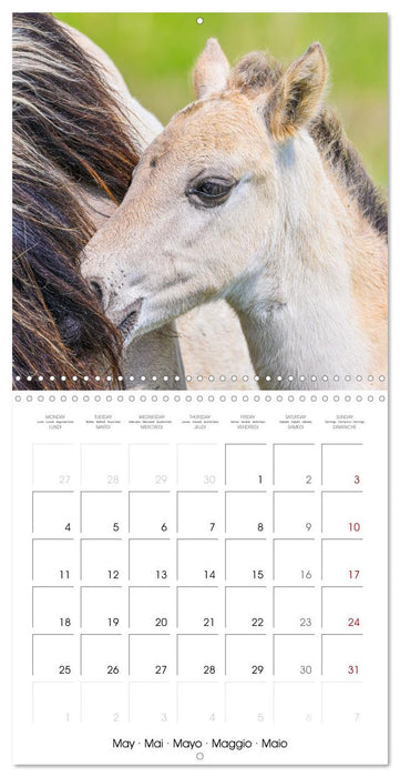 Konik horses (CALVENDO Monthly Calendar 2026)