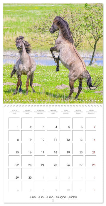 Konik horses (CALVENDO Monthly Calendar 2026)