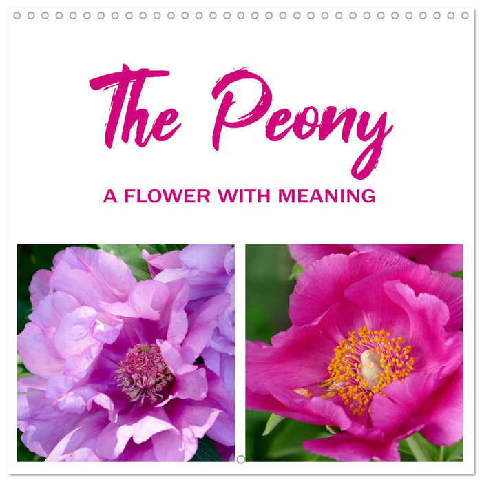 The peony a flower with meaning (CALVENDO Monthly Calendar 2026)