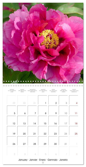 The peony a flower with meaning (CALVENDO Monthly Calendar 2026)