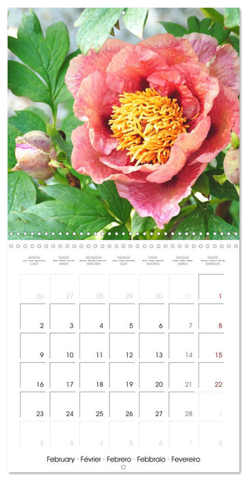 The peony a flower with meaning (CALVENDO Monthly Calendar 2026)