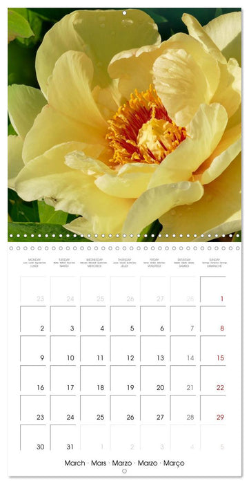 The peony a flower with meaning (CALVENDO Monthly Calendar 2026)