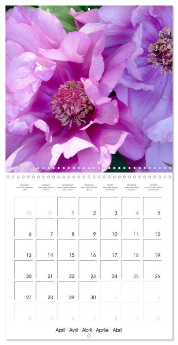 The peony a flower with meaning (CALVENDO Monthly Calendar 2026)