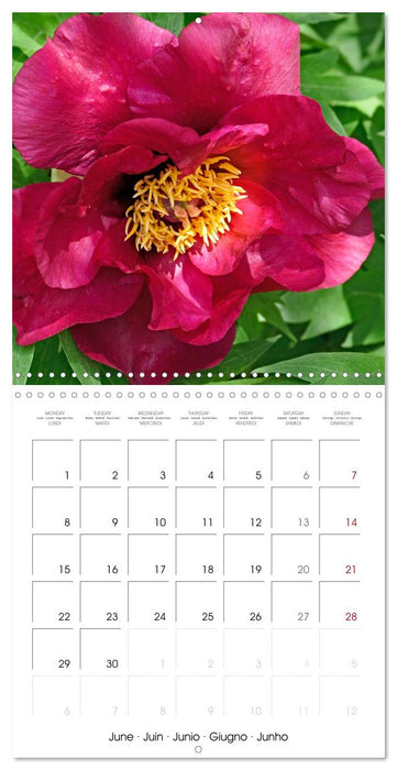 The peony a flower with meaning (CALVENDO Monthly Calendar 2026)