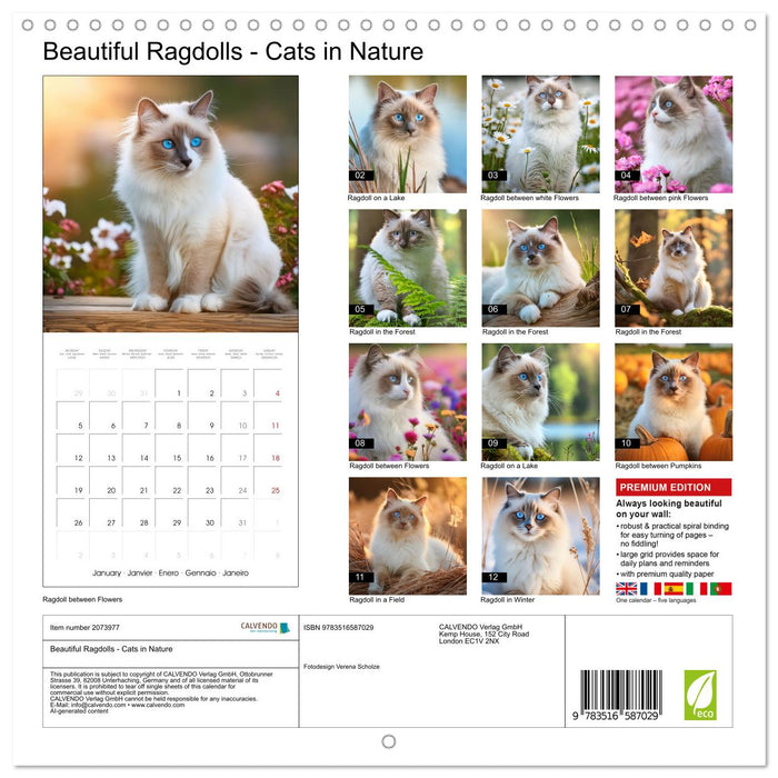 Beautiful Ragdolls - Cats in Nature (CALVENDO Monthly Calendar 2026)