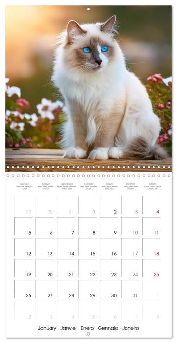 Beautiful Ragdolls - Cats in Nature (CALVENDO Monthly Calendar 2026)