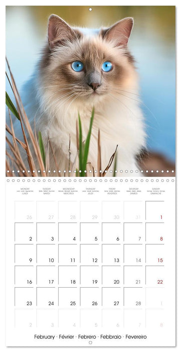 Beautiful Ragdolls - Cats in Nature (CALVENDO Monthly Calendar 2026)