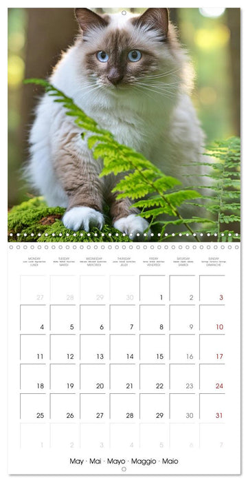 Beautiful Ragdolls - Cats in Nature (CALVENDO Monthly Calendar 2026)