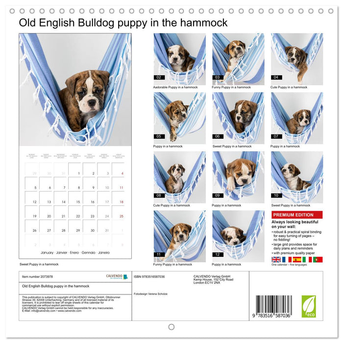 Old English Bulldog puppy in the hammock (CALVENDO Monthly Calendar 2026)