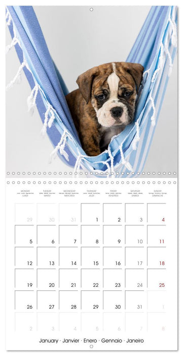 Old English Bulldog puppy in the hammock (CALVENDO Monthly Calendar 2026)