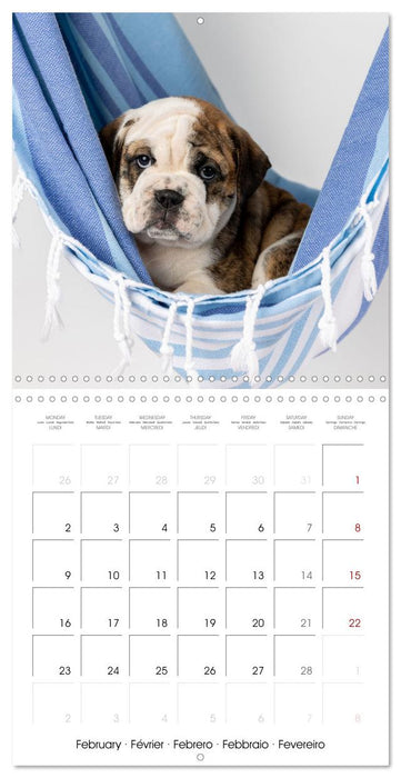 Old English Bulldog puppy in the hammock (CALVENDO Monthly Calendar 2026)