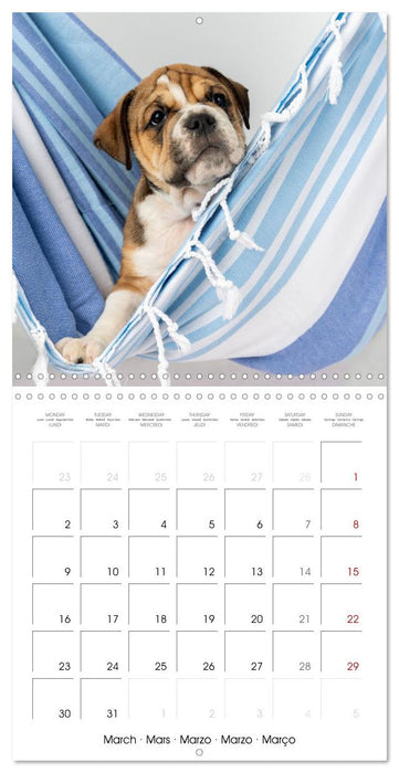 Old English Bulldog puppy in the hammock (CALVENDO Monthly Calendar 2026)