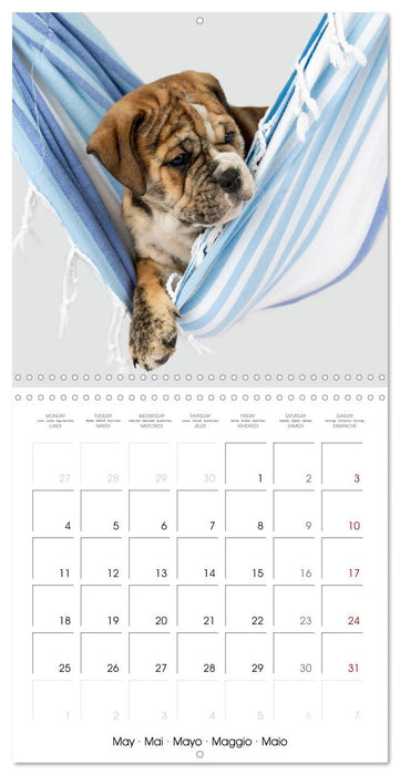 Old English Bulldog puppy in the hammock (CALVENDO Monthly Calendar 2026)