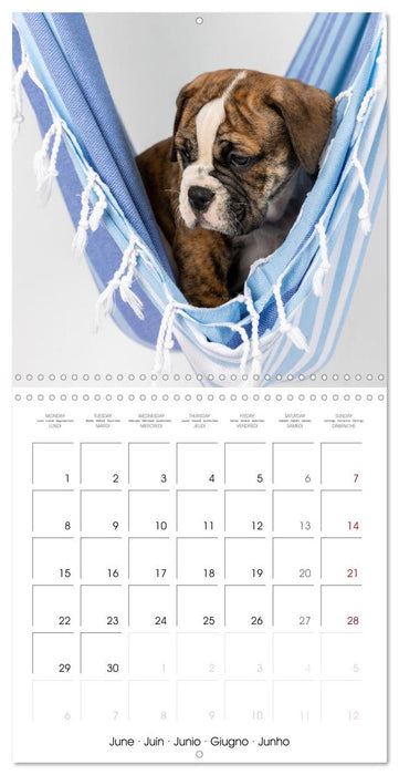 Old English Bulldog puppy in the hammock (CALVENDO Monthly Calendar 2026)
