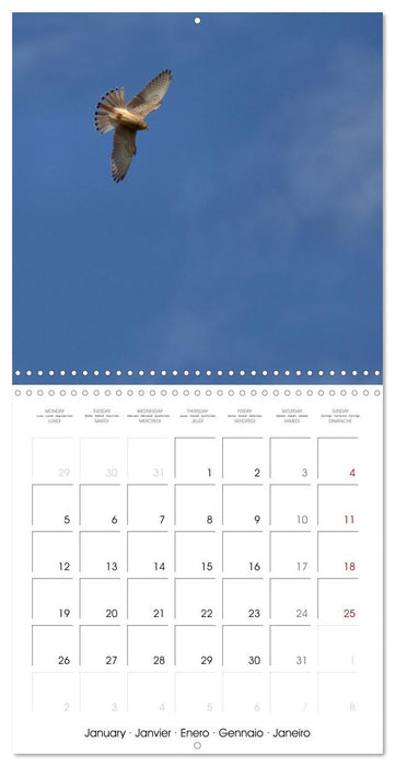 Deux étés en Vallée d'Ossau (CALVENDO Calendrier mensuel 2026)